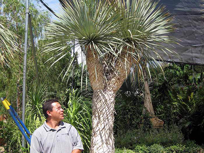 Yucca rostrata - Beaked yucca